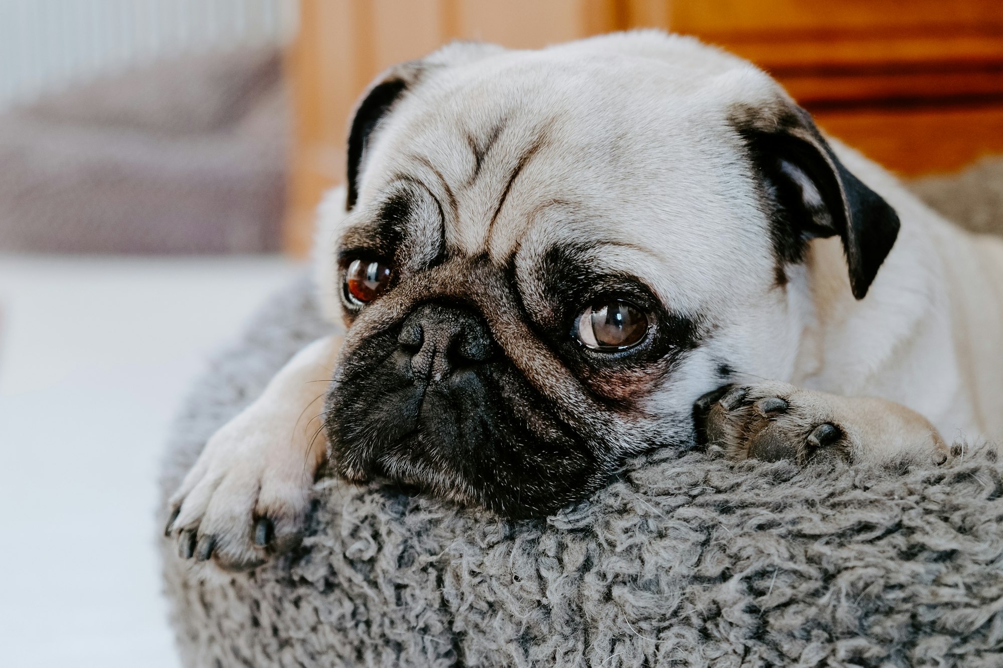 Pug and Shedding