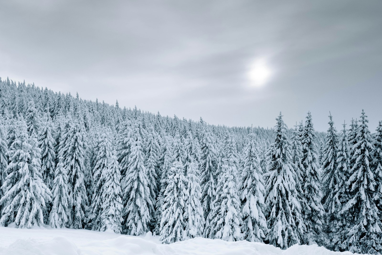 Fujifilm X-T20 + Fujifilm XF 27mm F2.8 sample photo. Snow covered trees during photography