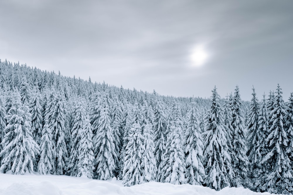 snow covered trees during daytime