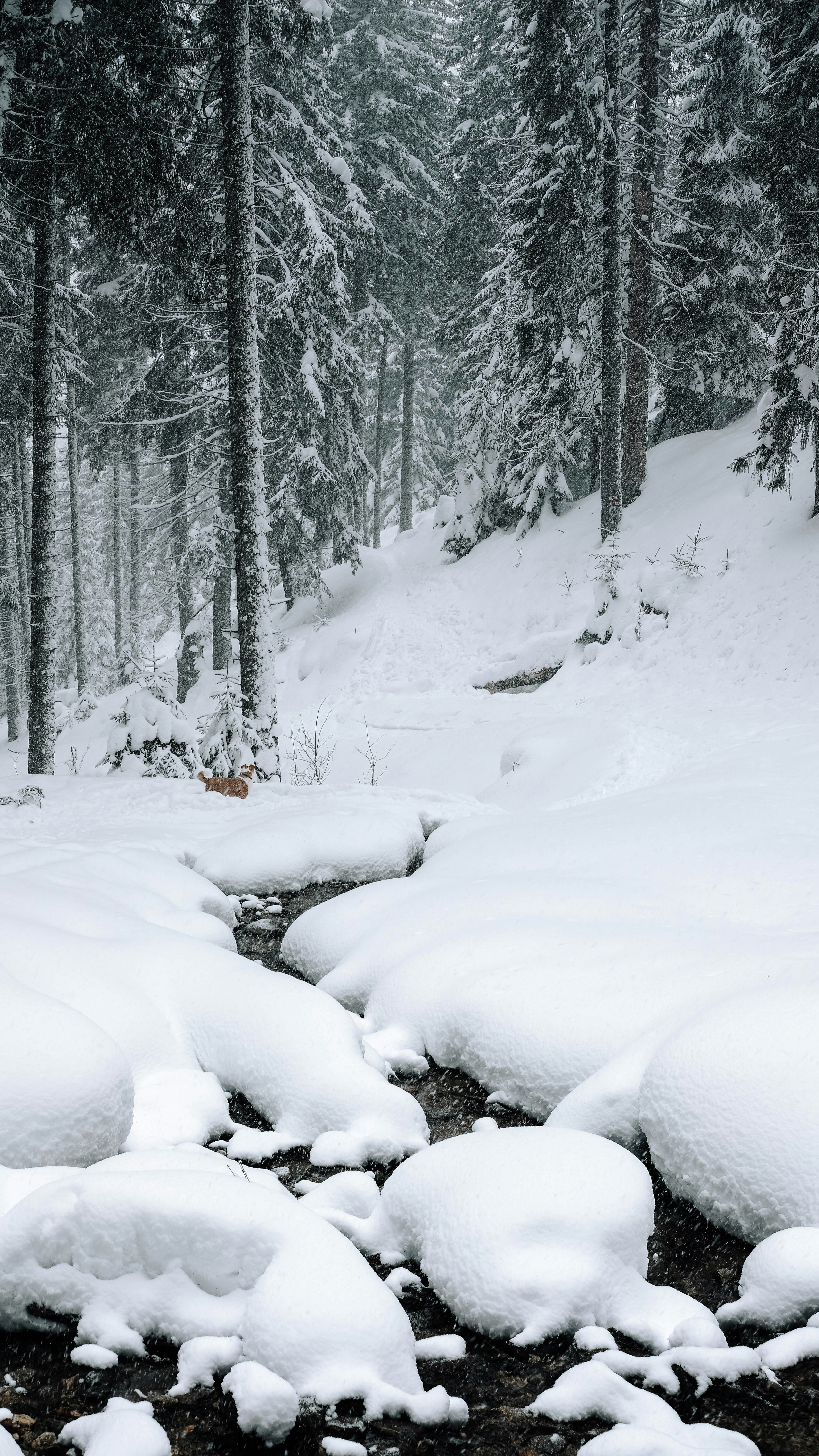 Photo by catalinsandru