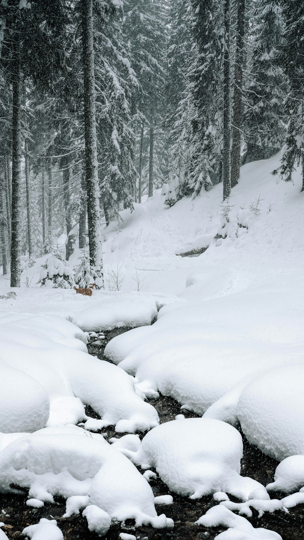 river between snowfield