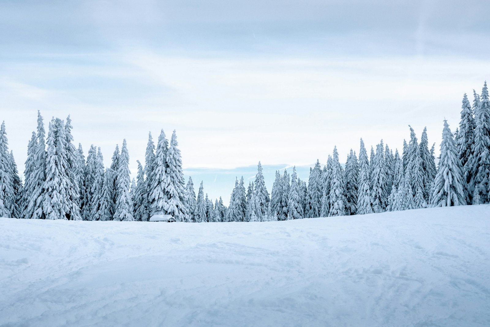 Fujifilm X-T20 + Fujifilm XF 27mm F2.8 sample photo. Snow covered pine trees photography