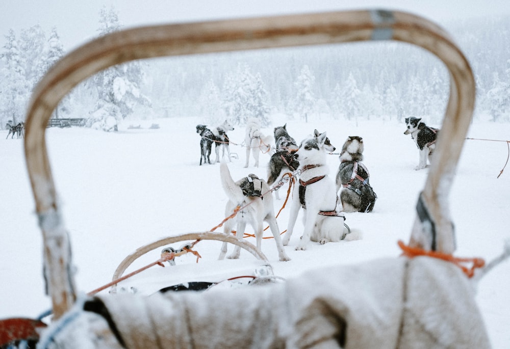 Gruppe von Siberian Huskys auf Schneefeld während des Tages