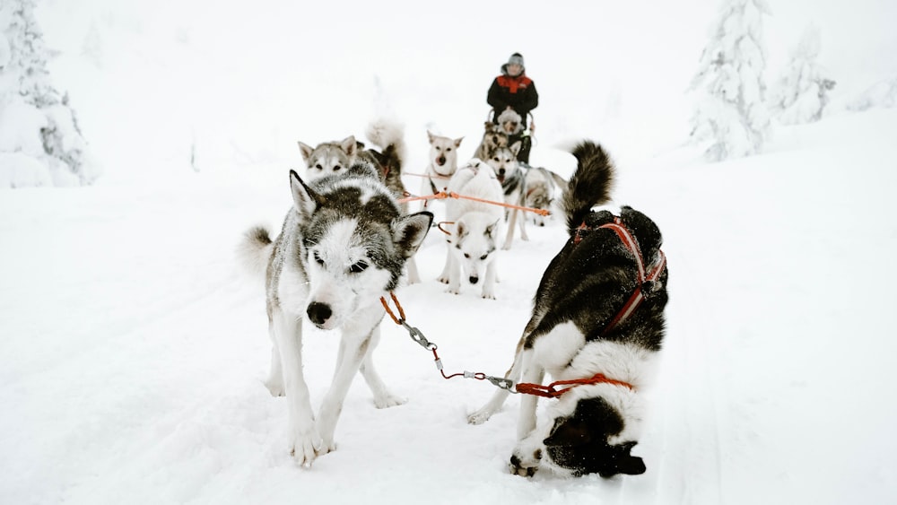 white and gray Siberian husky walking on snow covered road