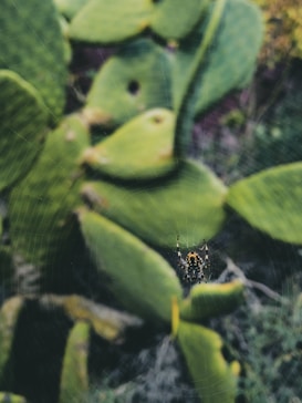 A spider situated in the center of a delicate web, set against a backdrop of green cactus leaves that are slightly out of focus.