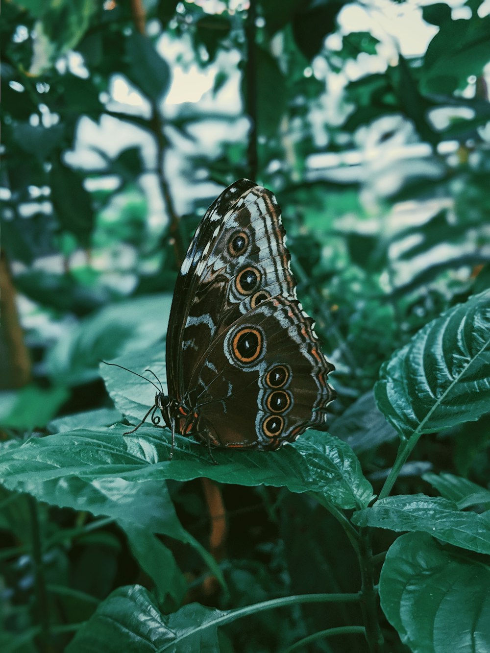 papillon brun et blanc prêchent sur des feuilles vertes