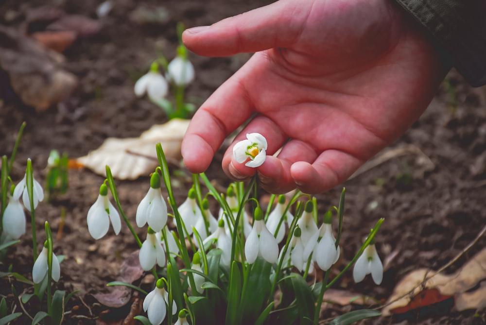 person holding white petaled flower