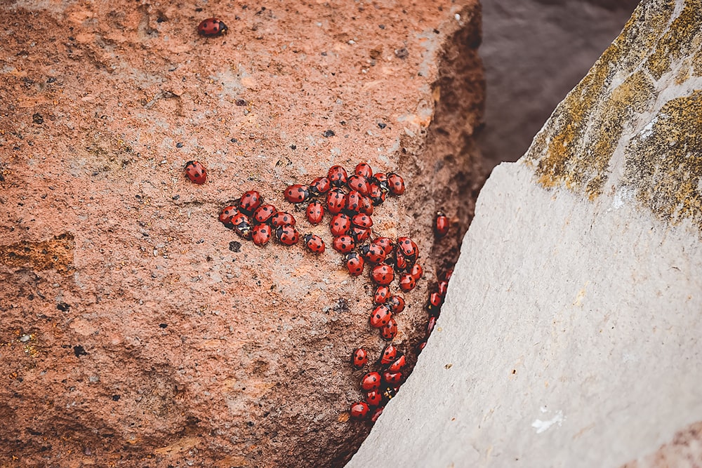 red lady bugs on ground