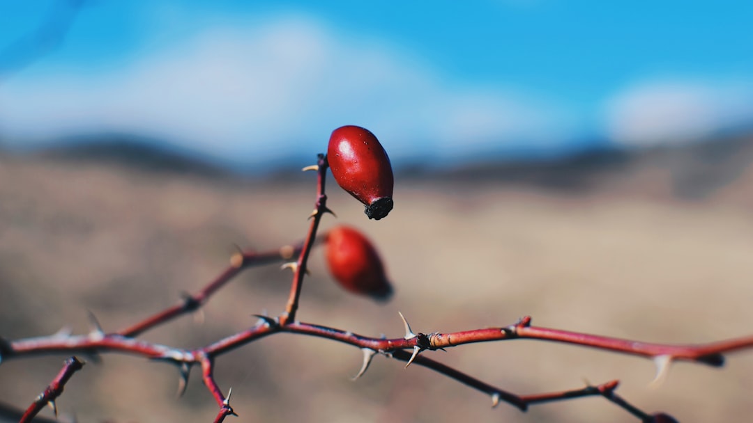 round red berry