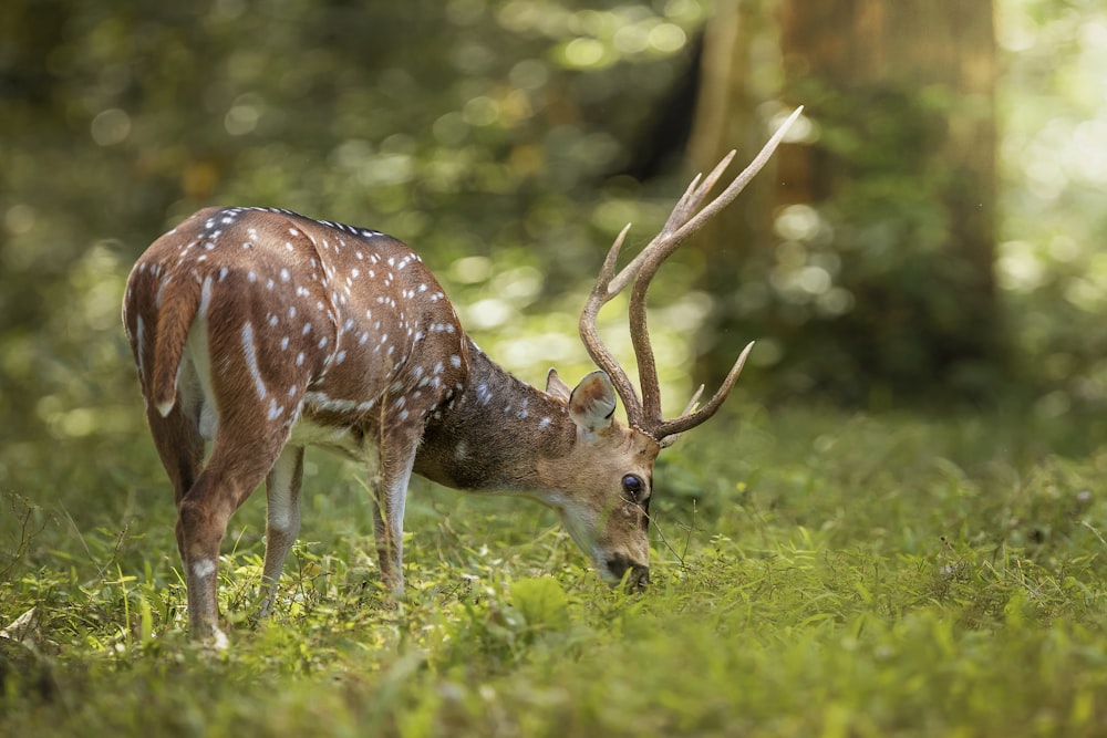 brown deer eating grass