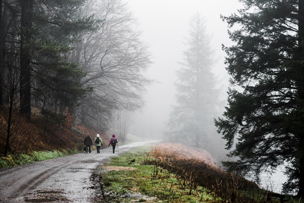 three people waling on pathway near trees covered with fogs