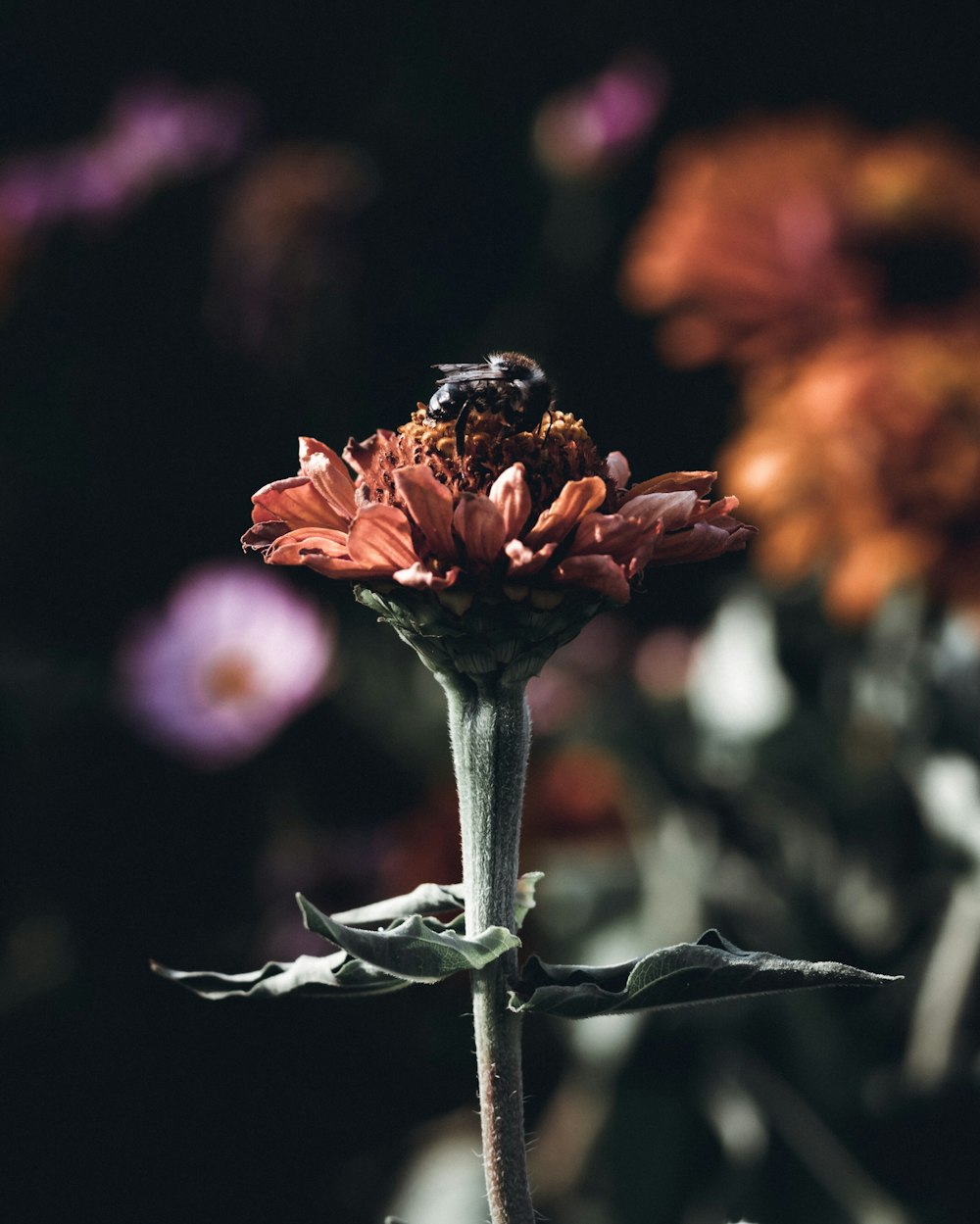 selective focus photo of bee on flower