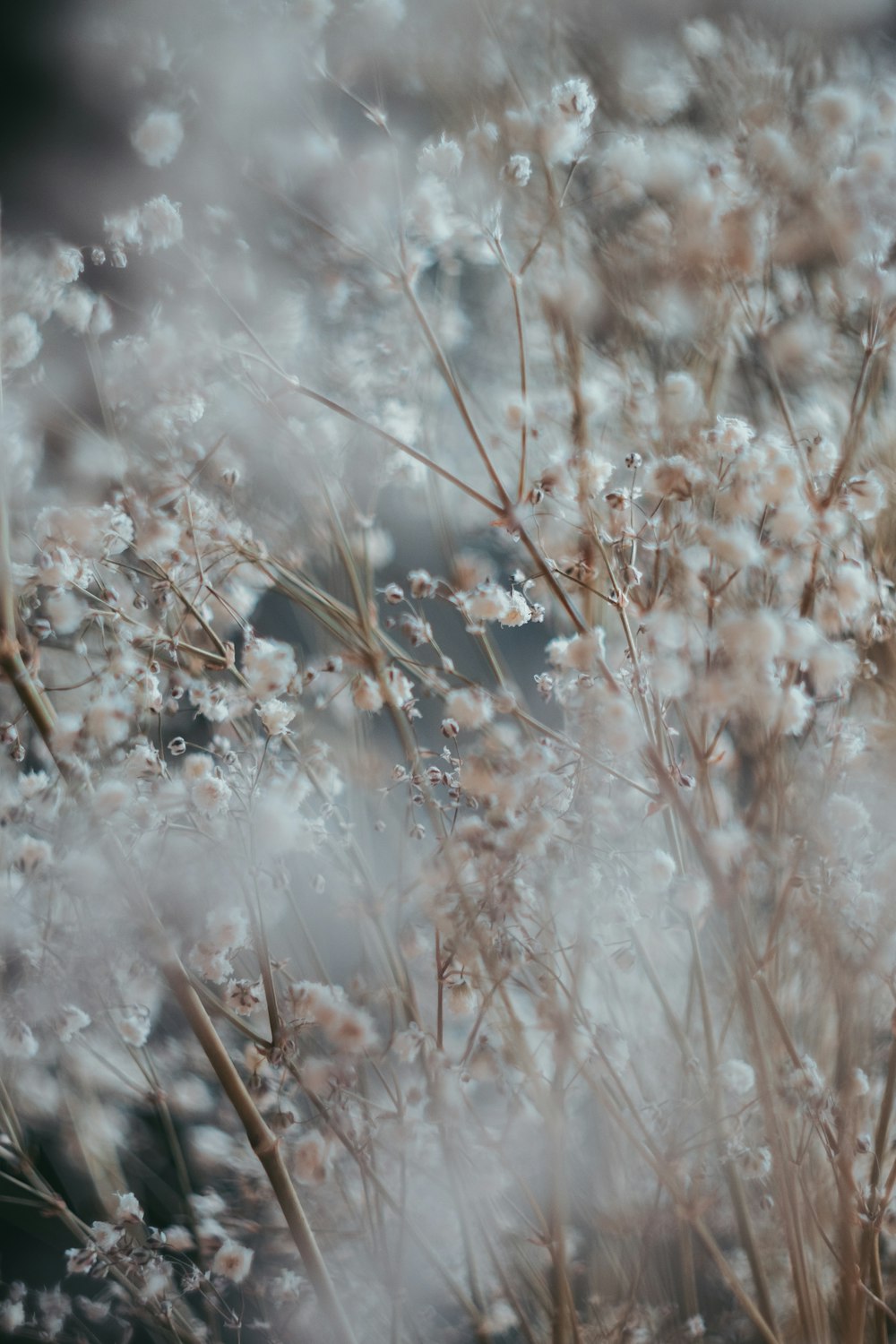 flor de racimo blanca