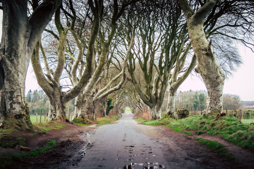 empty walkway between bare tress