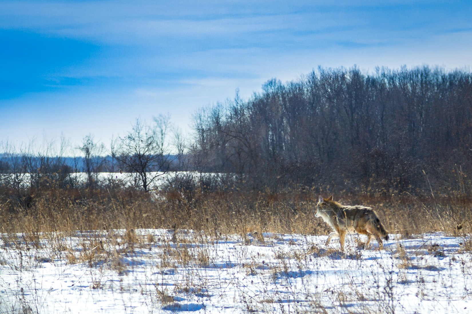 Telling the Scientific Truth About Coyotes