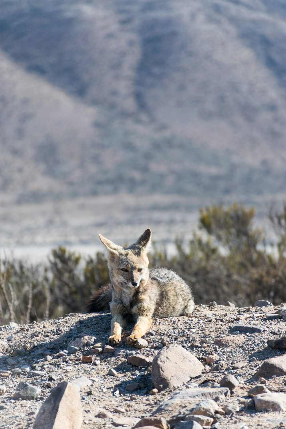 renard sur le terrain