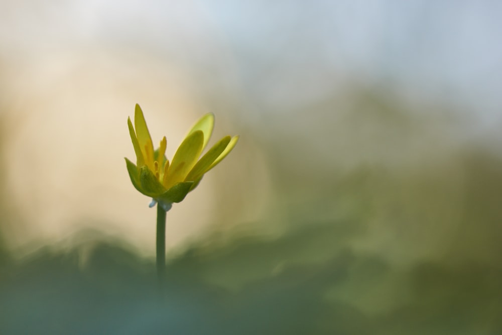 yellow petaled flower in selective focus photography