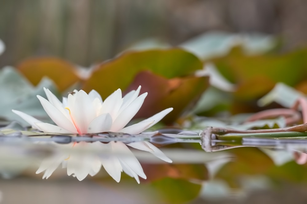 flor de loto blanco en el agua