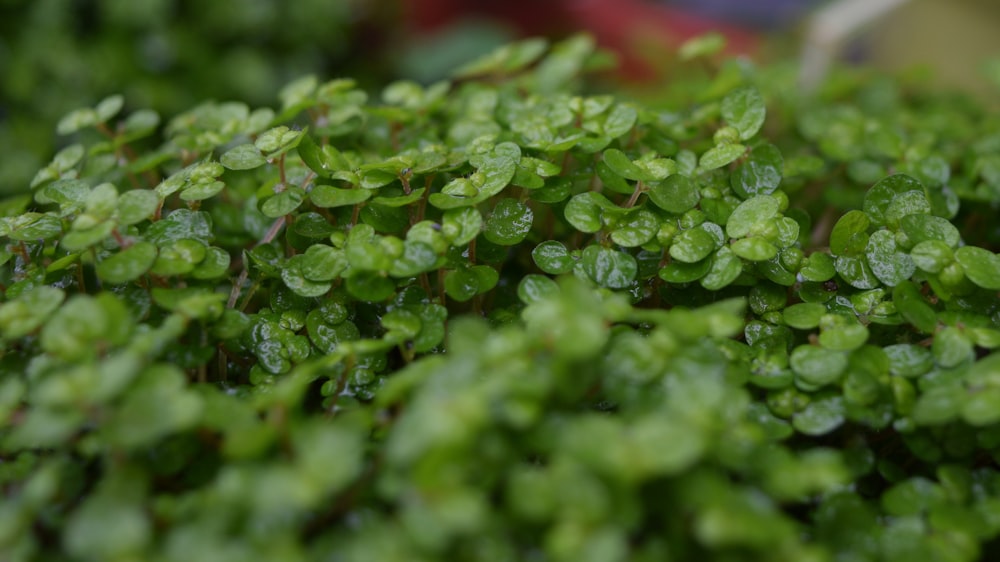 green-leafed plant