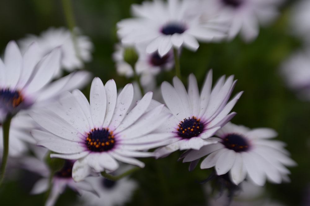 white-and-purple multi-petaled flowers