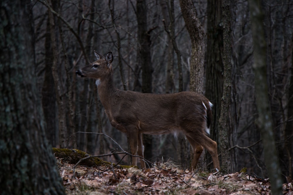 brown deer surrounded by trees