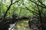 Lush green mangroves of Los Haitises National Park with sunlight filtering through.