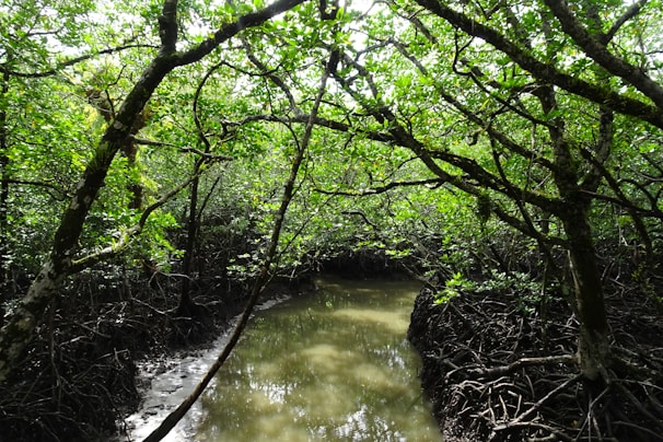 Lush mangrove forests with sunlight filtering through dense green leaves along a winding river.