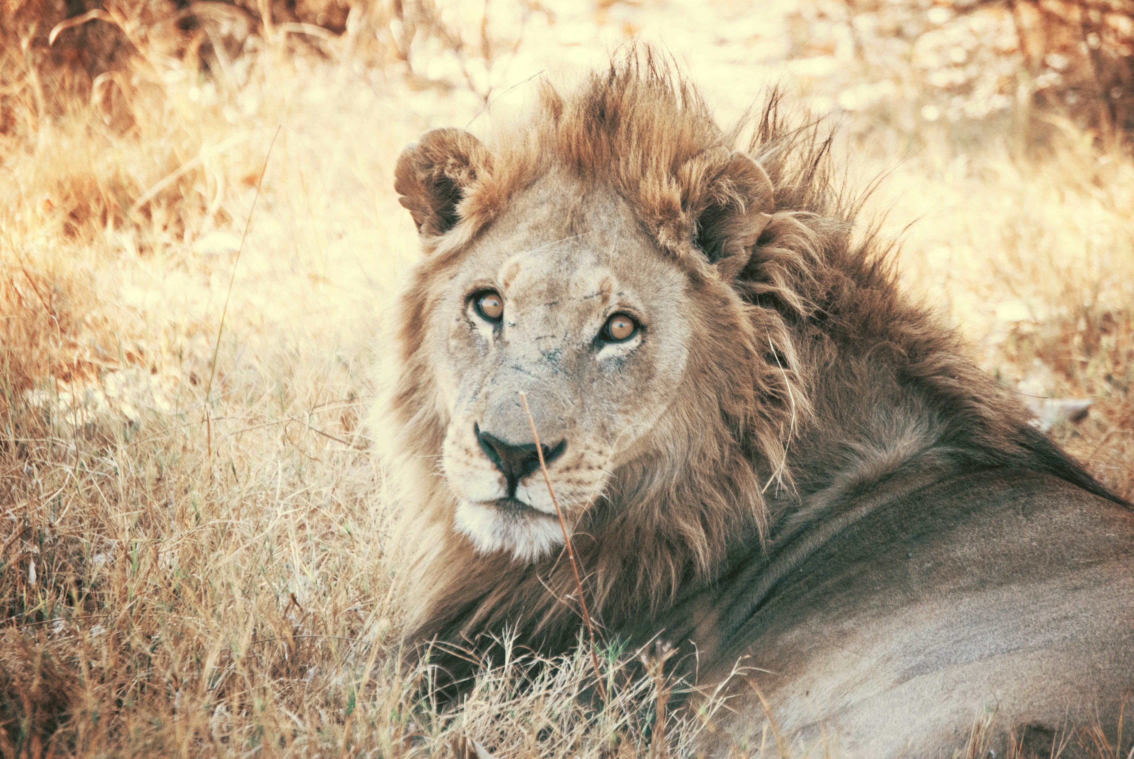 brown lion mammal zoom background