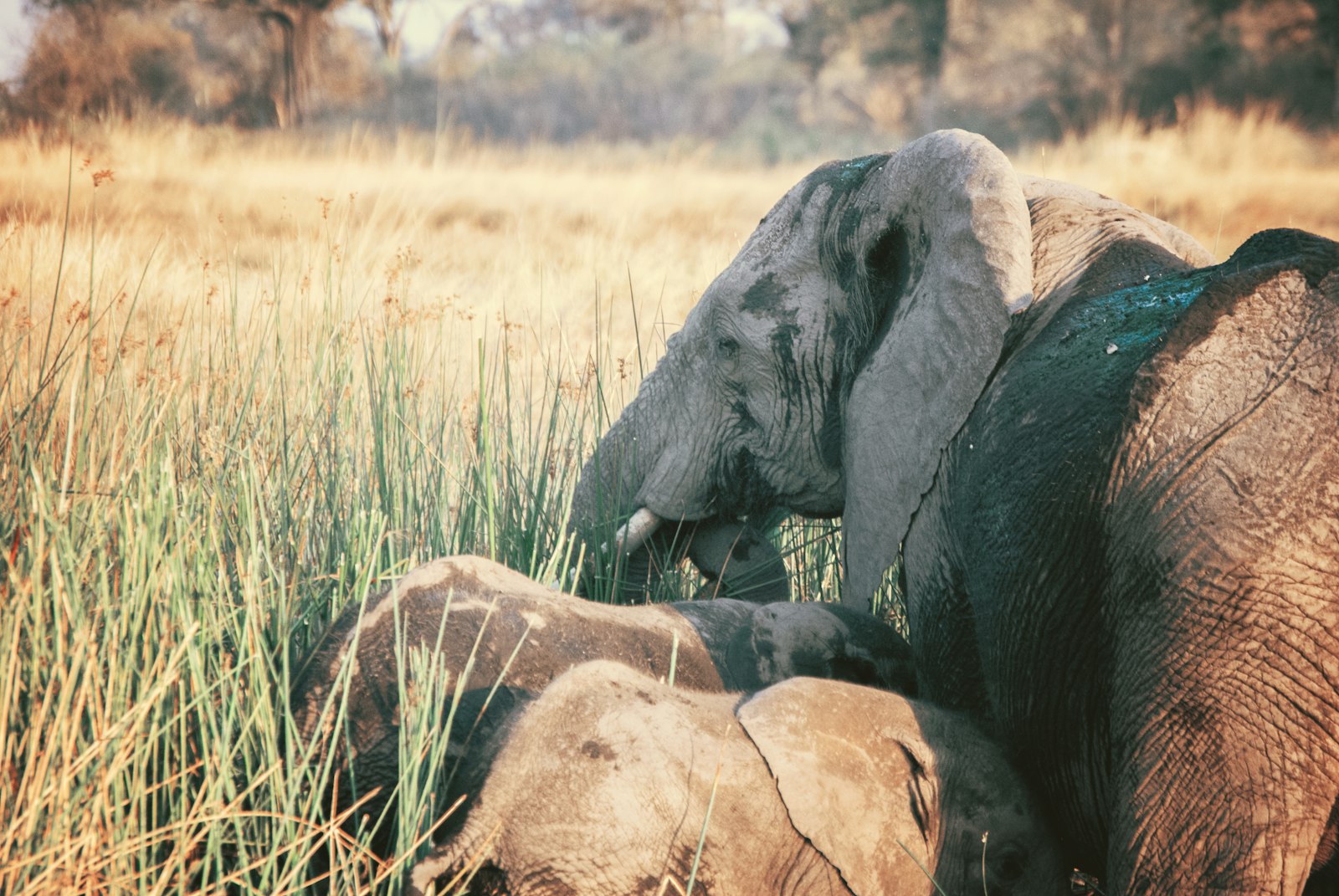 Nikon AF-S DX Nikkor 55-200mm F4-5.6G ED sample photo. Grey elephant with cub photography