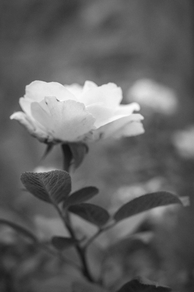 Fleur sauvage