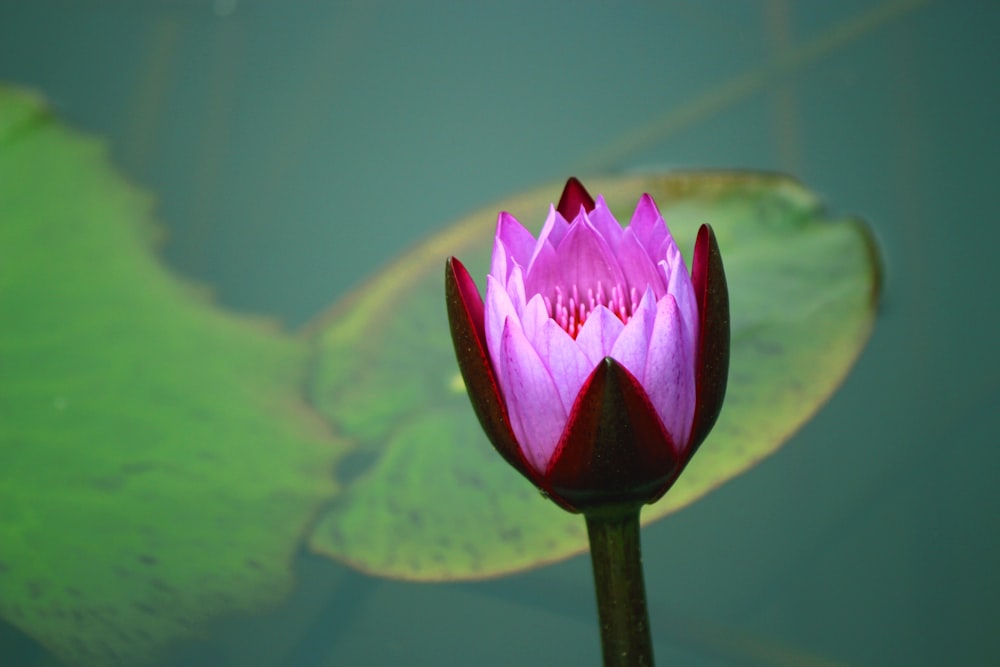selective focus photography of pink water lily flower