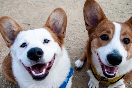 two white-and-tan dogs