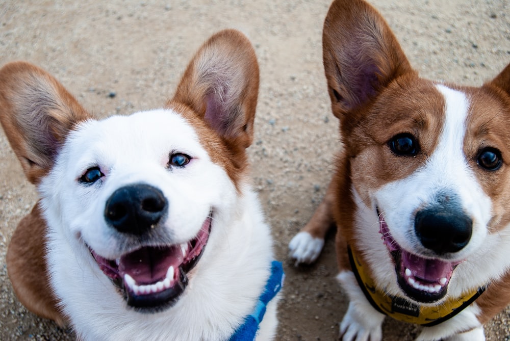 白と黄褐色の2匹の犬