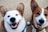 Pet photo 1