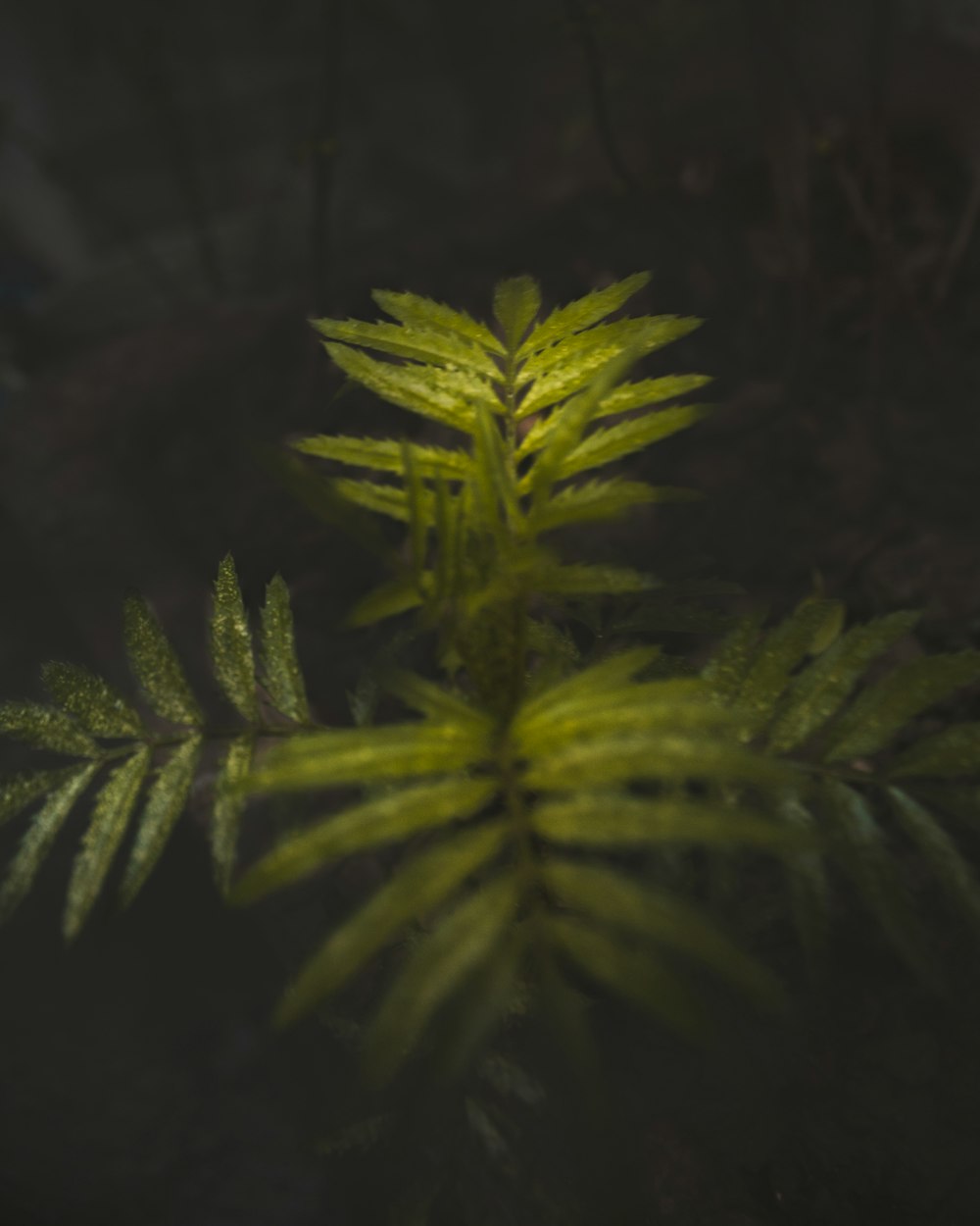 green leafed plant