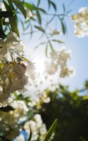 Colorful ornamental flowers blooming under soft sunlight.