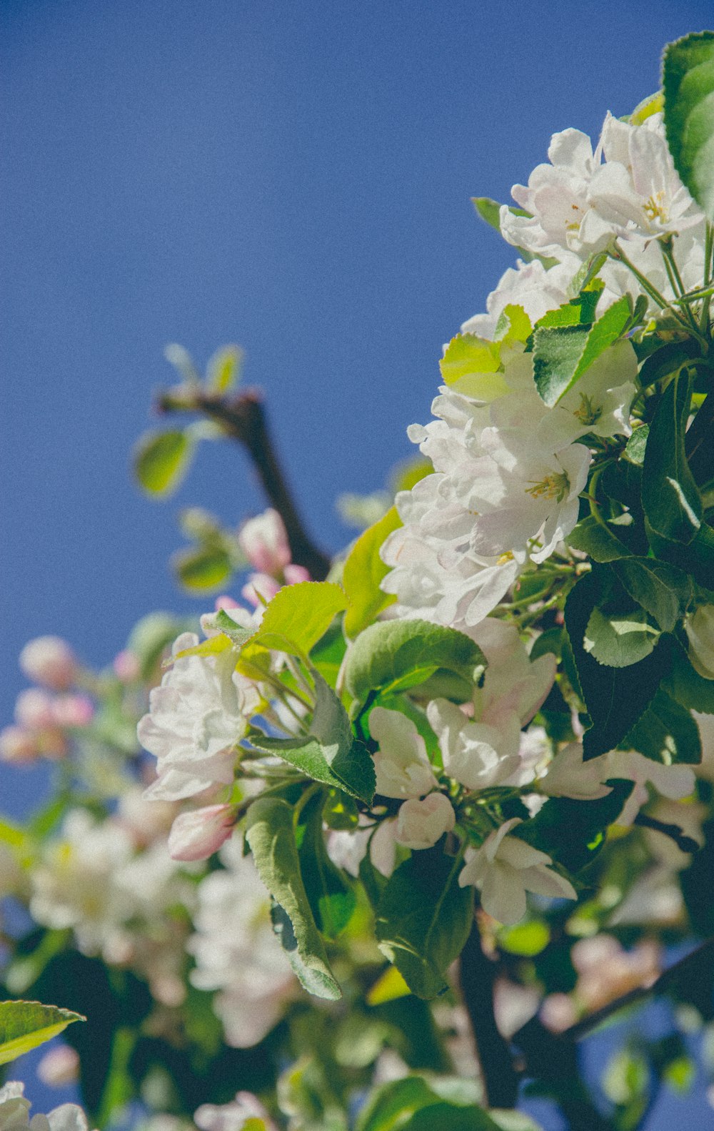 selective focus photography of white petaled flowers during daytime