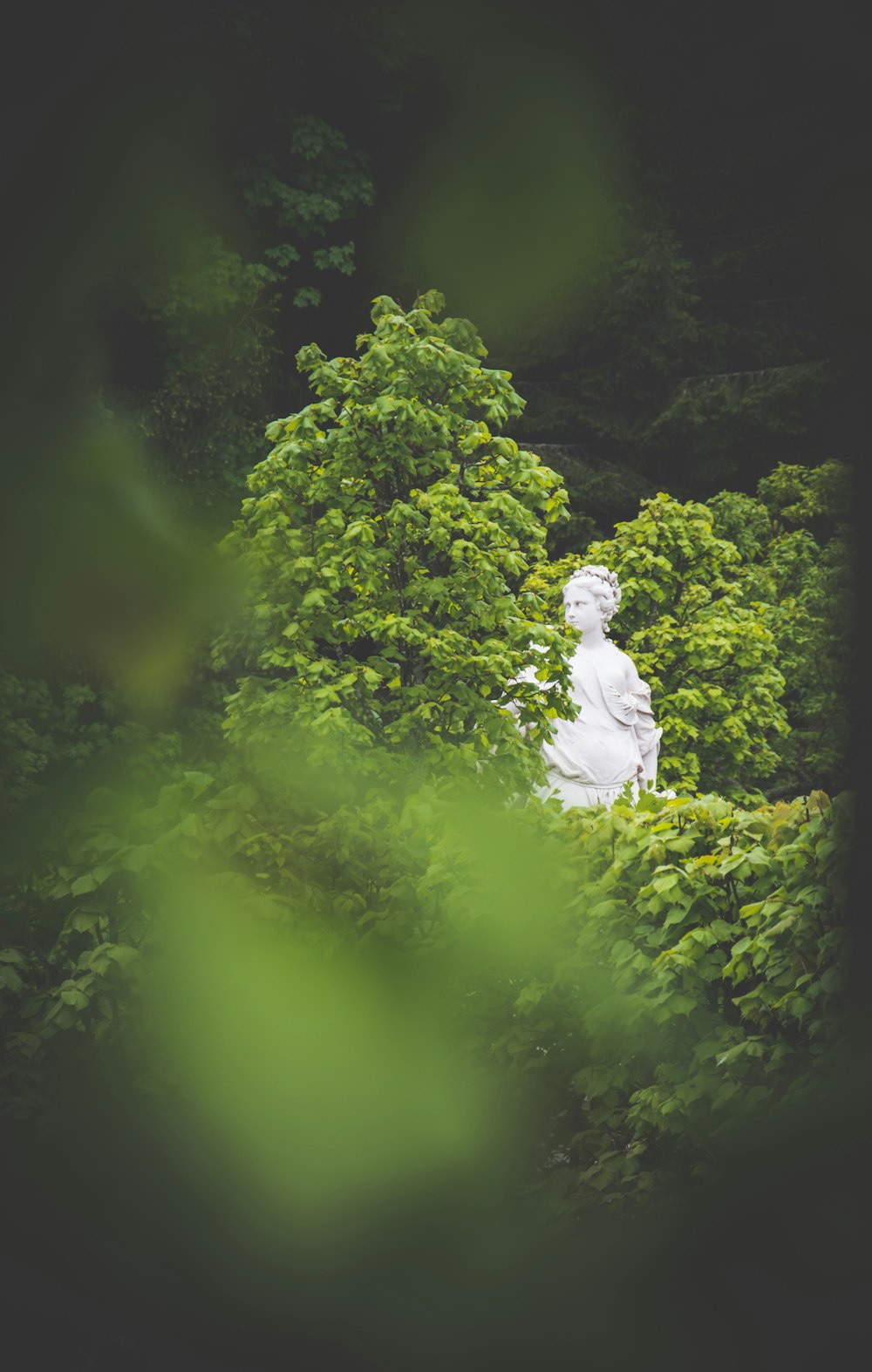 green-leafed trees in selective-focus photography