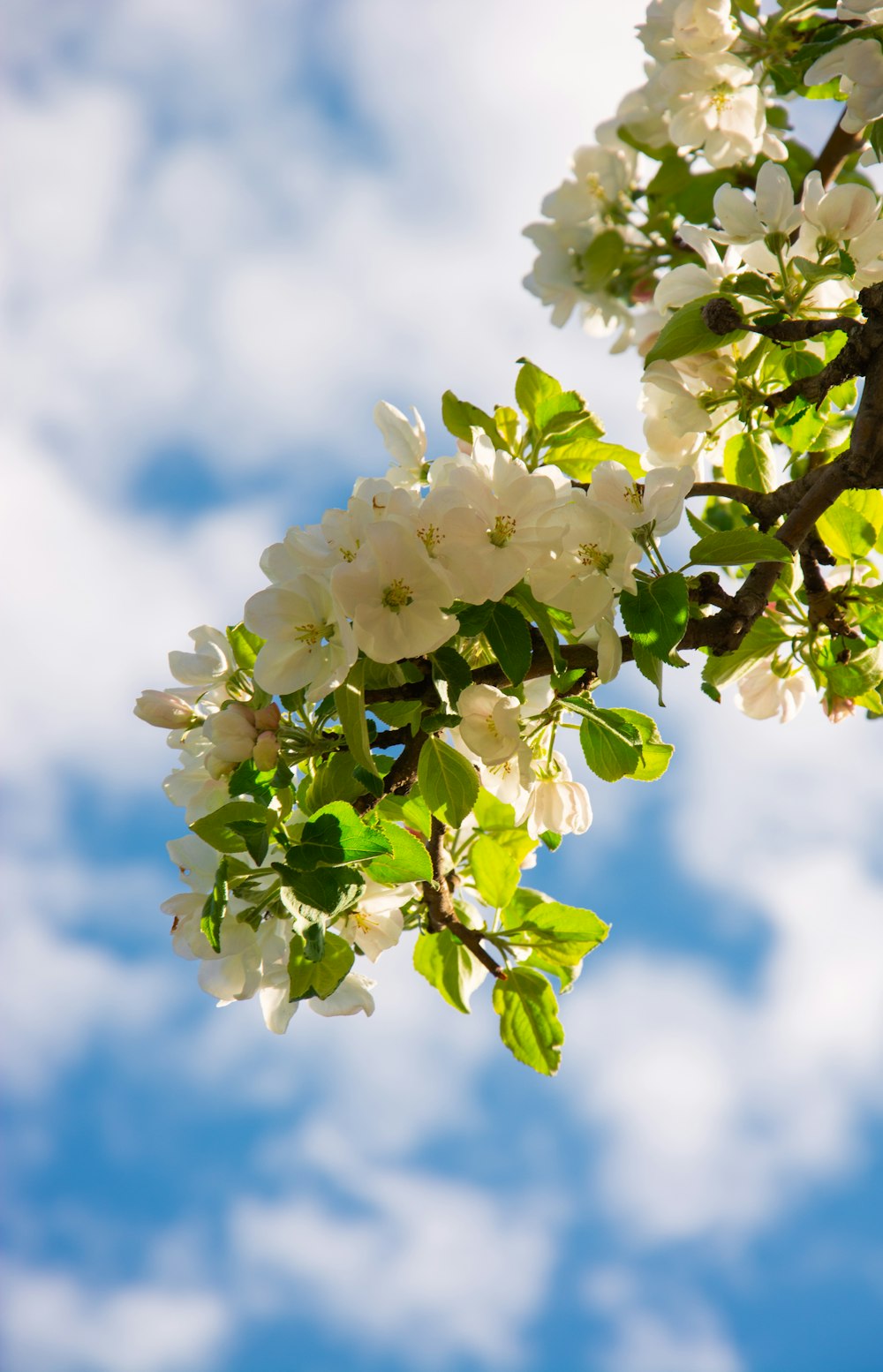 view of white encrusted flower