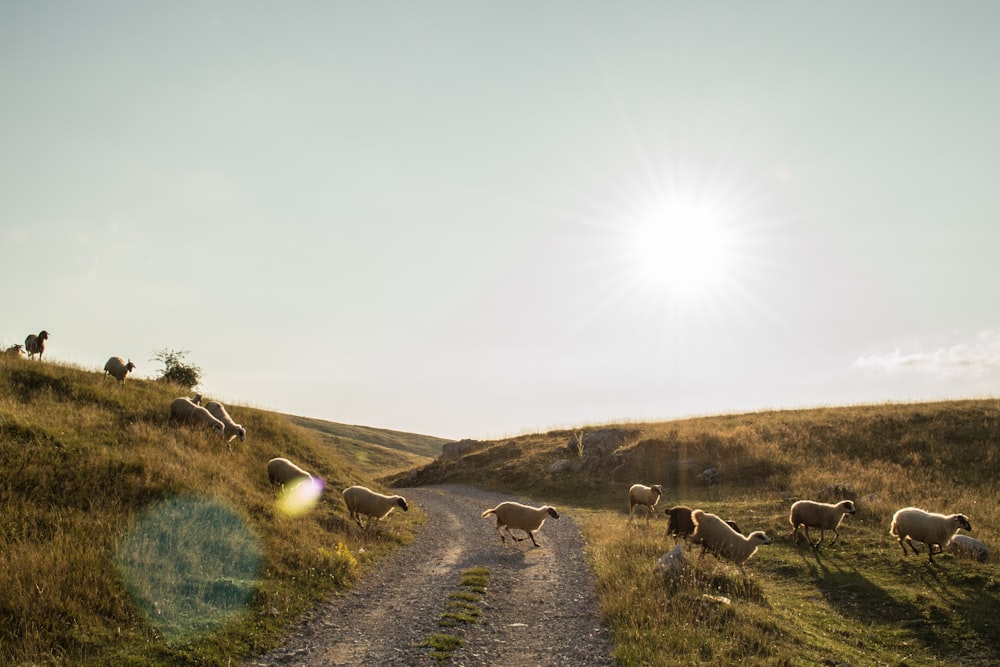 herd of sheep crossing on pathway during daytime