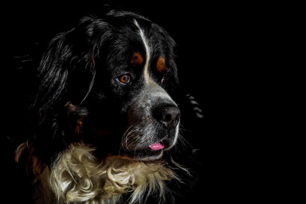 short-coat black and brown dog in close-up photography
