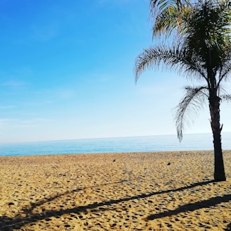 A bright, sunny Florida beach scene with palm trees and clear blue skies.