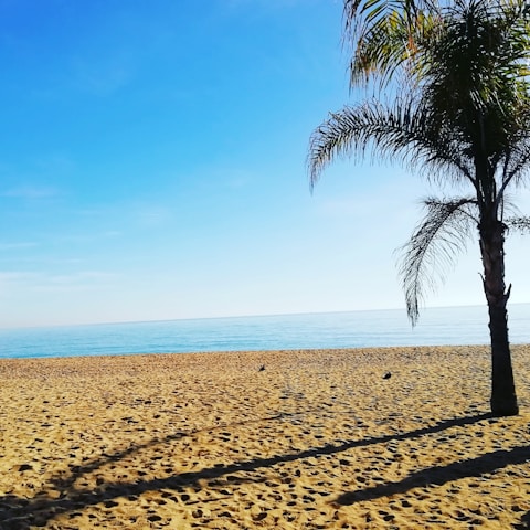 A happy family enjoying a sunny beach vacation with palm trees and clear blue sky.