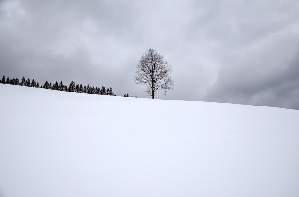 Árbol desnudo en campo de nieve durante el día