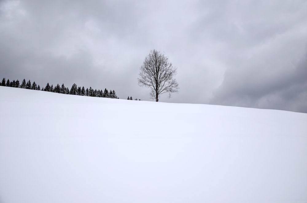bare tree on snow field during daytime