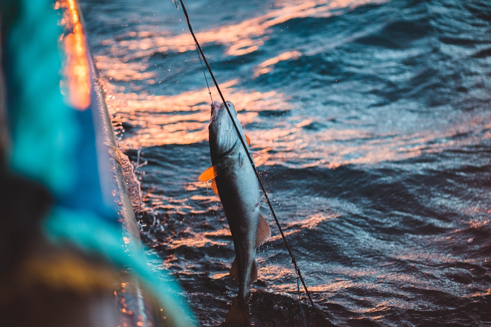 selective focus photography of fish caught during daytime