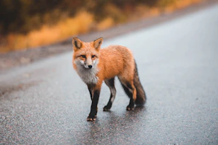 orange fox walking on street