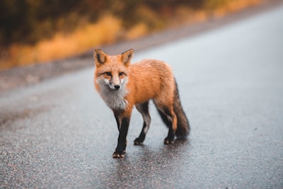 Red Fox 4
