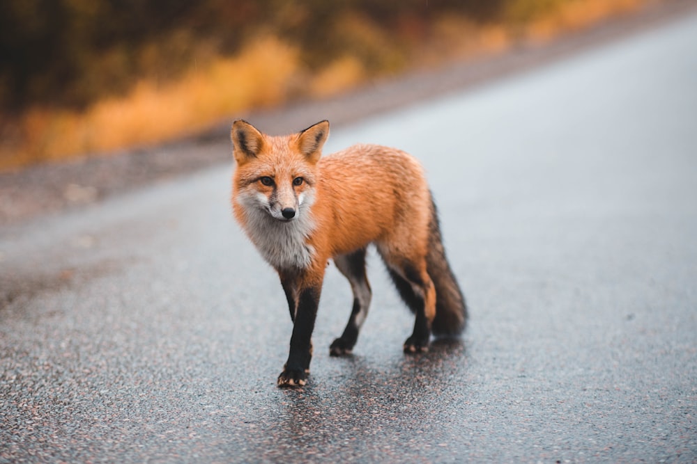 orange fox walking on street