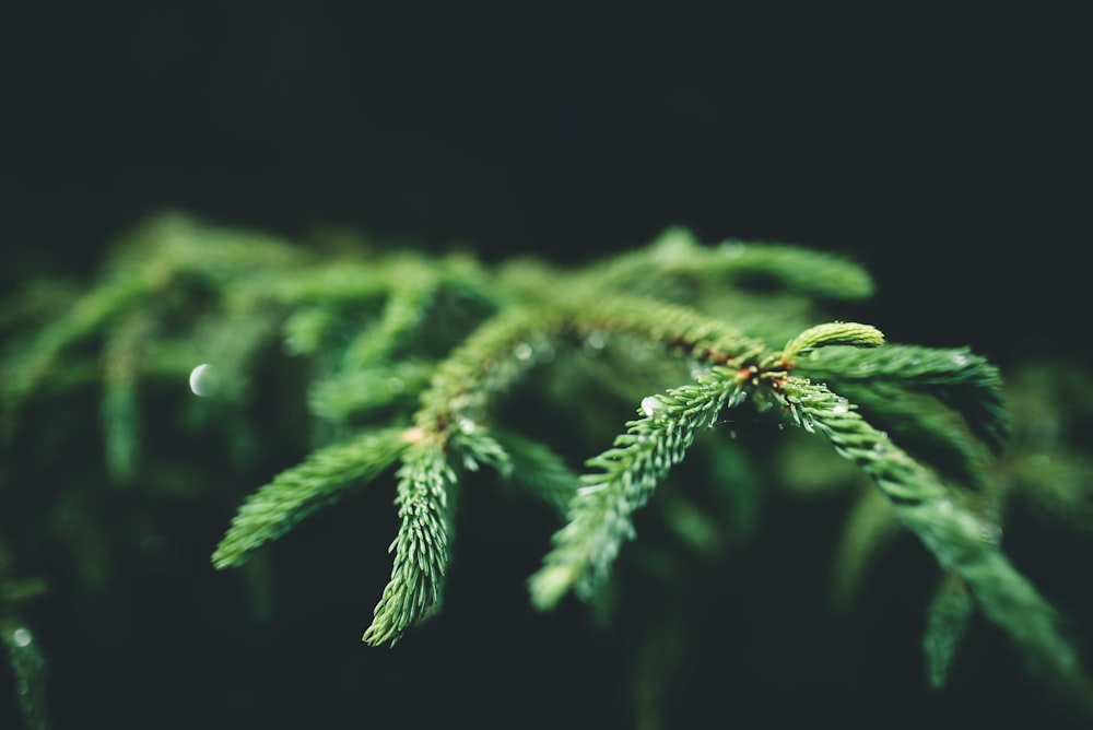 green pine tree leaf